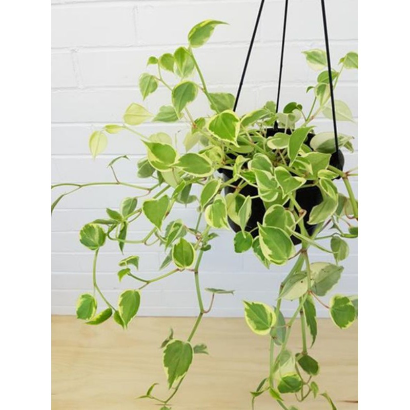 TANAMAN HIAS PEPEROMIA SCANDENS - tanaman gantung