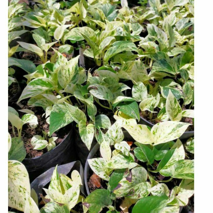 

sirih marble / sirih belanda