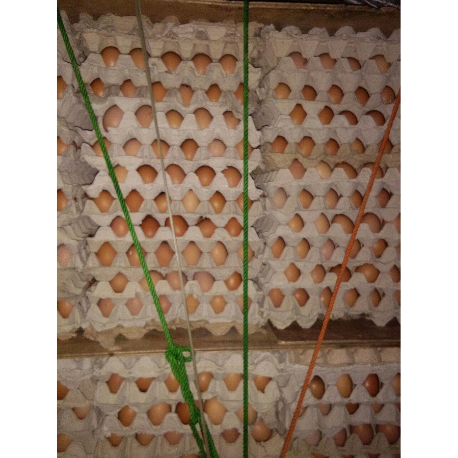 

TERBARU TELUR AYAM NEGERI CURAH !!!!