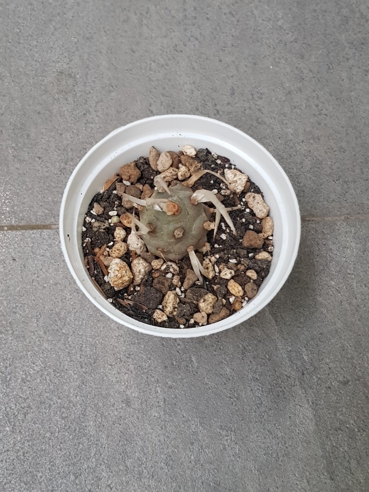 Sukulen Dan Kaktus Mini (tephrocactus Articulatus Papyracanthus)