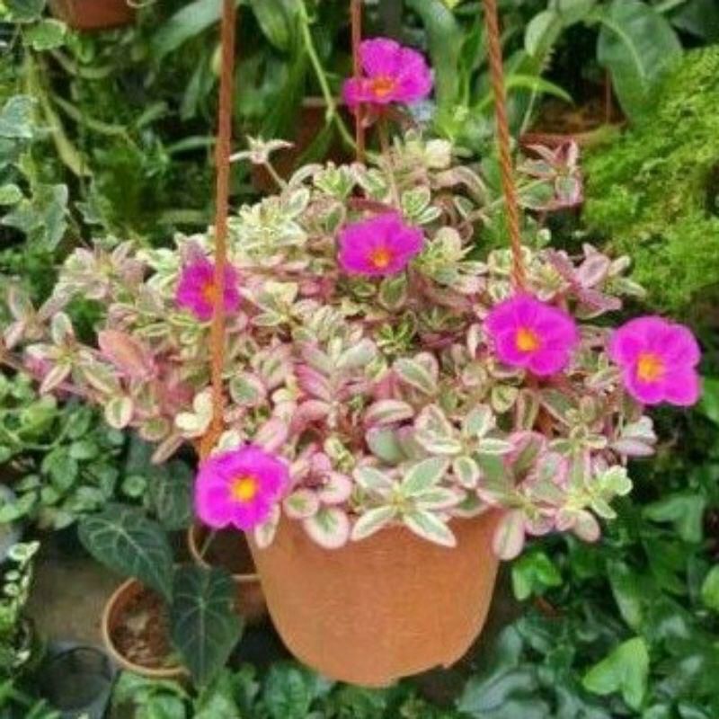 Tanaman Hias Gelang Varigata/Krokot Varigata Bunga Pink