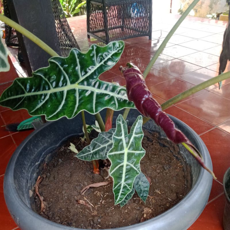 Alocasia Amazone / Alocasia Tengkorak