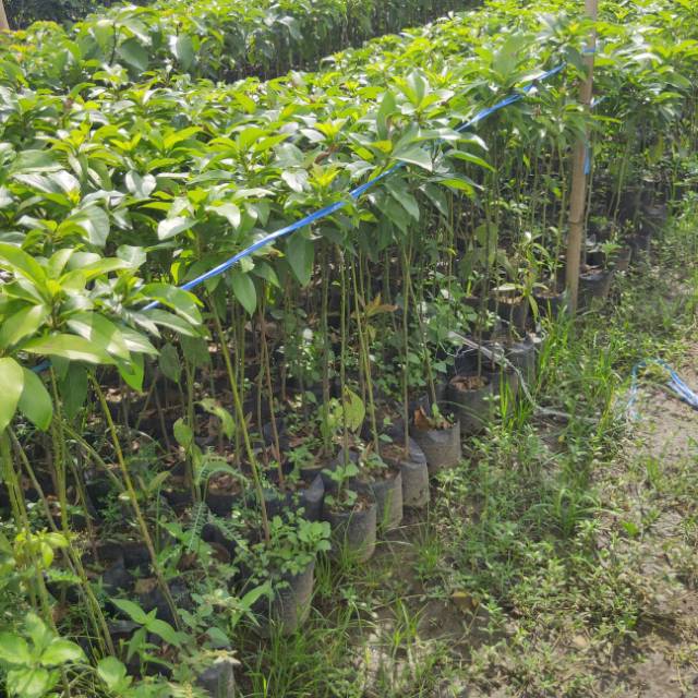 Bibit Alpukat Aligator 1 Meter