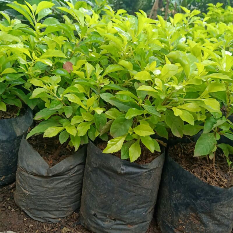 Pangkas kuning/Tanaman hias pangkas kuning/pohon pangkas kuning