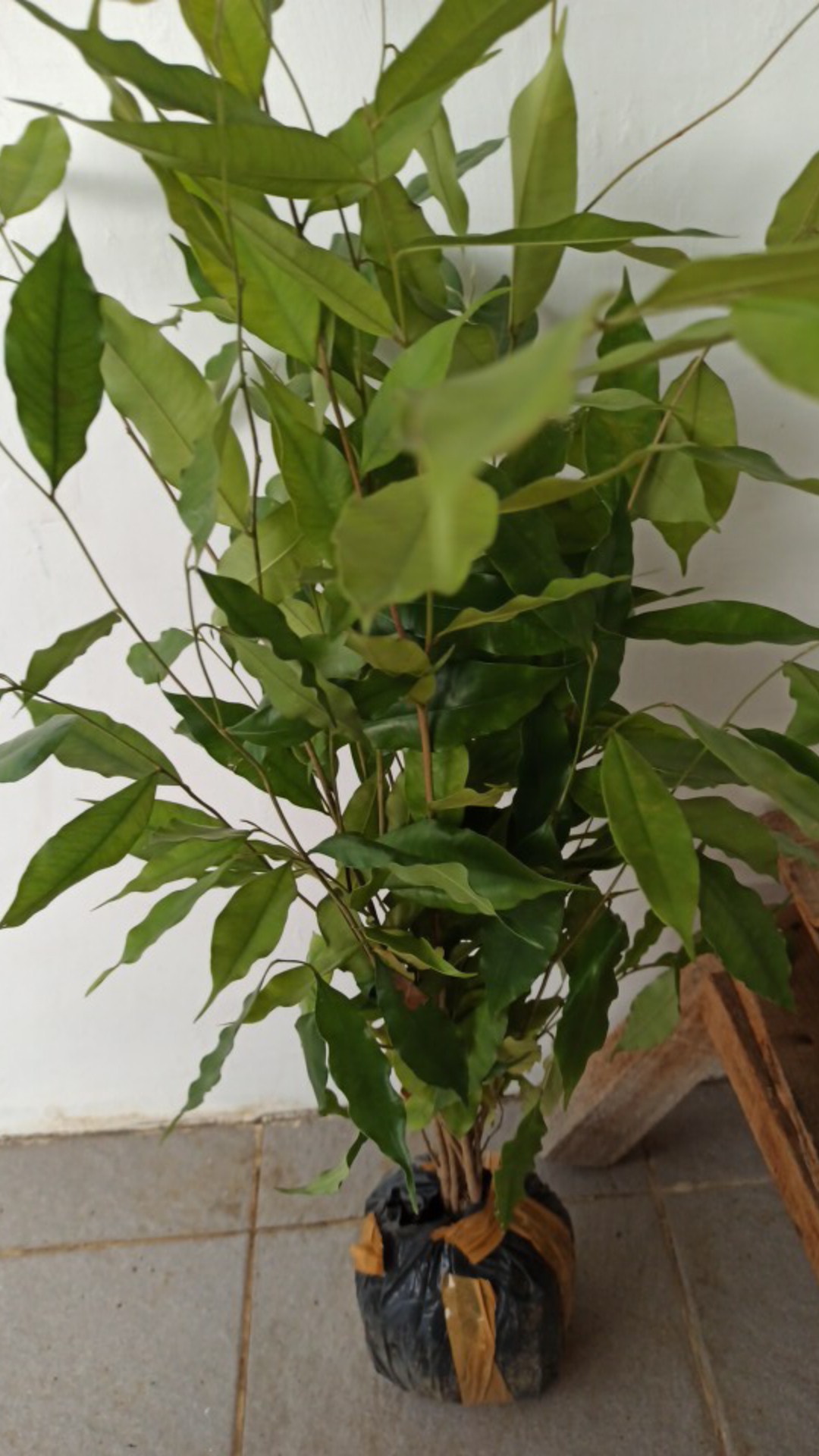 Bibit Gaharu Cabutan Jenis Malaccensis