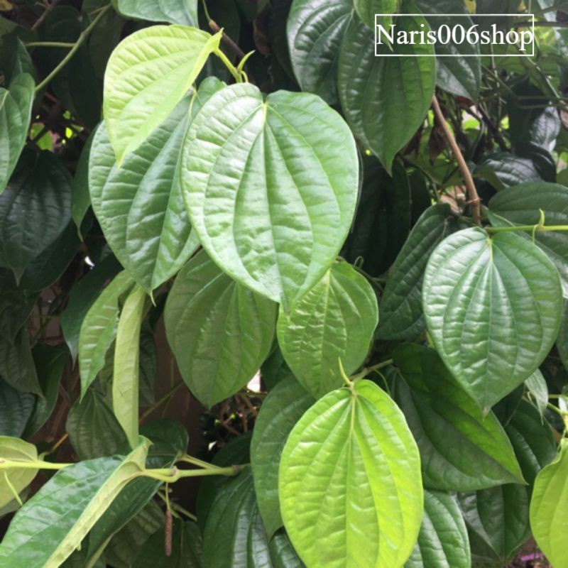 

Daun sirih segar 100% asli 25 lembar