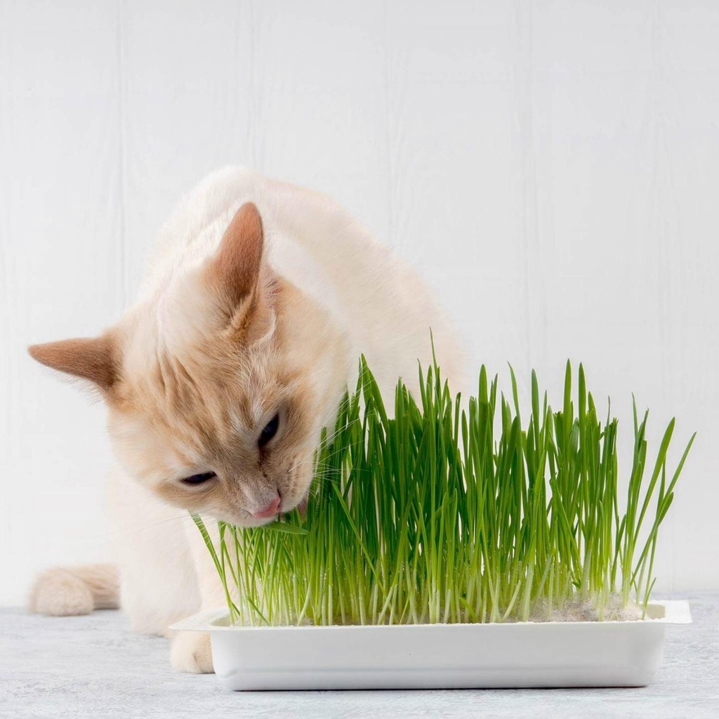 30 Benih Bibit Bibit Rumput Wheatgrass Benih Wheat Grass Kucing Microgreen Tanaman Rumput Sayuran Cat Grass Unggul Berkualitas Premium Seed Benih Seribu Official Store Semarang-2