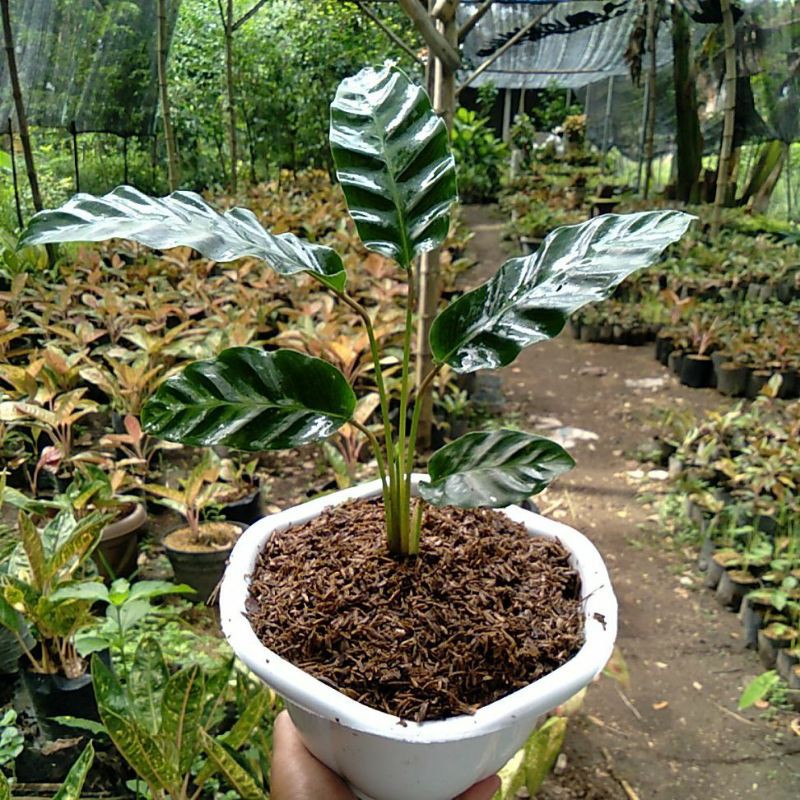 Calathea Misto Termurah/ tanaman hias calatea - BAKUL KEMBANG