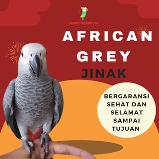 burung african grey jinak