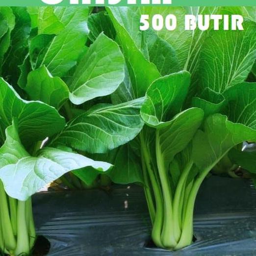 ➷ Bibit Benih Paket Sawi Caisim Sawi putuh sawi manis sawi dakota seeds ✾