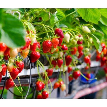 bibit buah strawberry mencir berbuah tanaman dalam pot