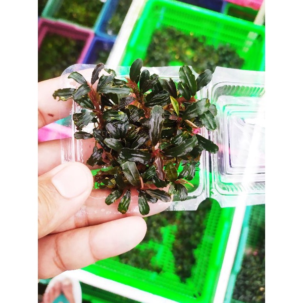 bucephalandra mini phantom porsi mika kecil