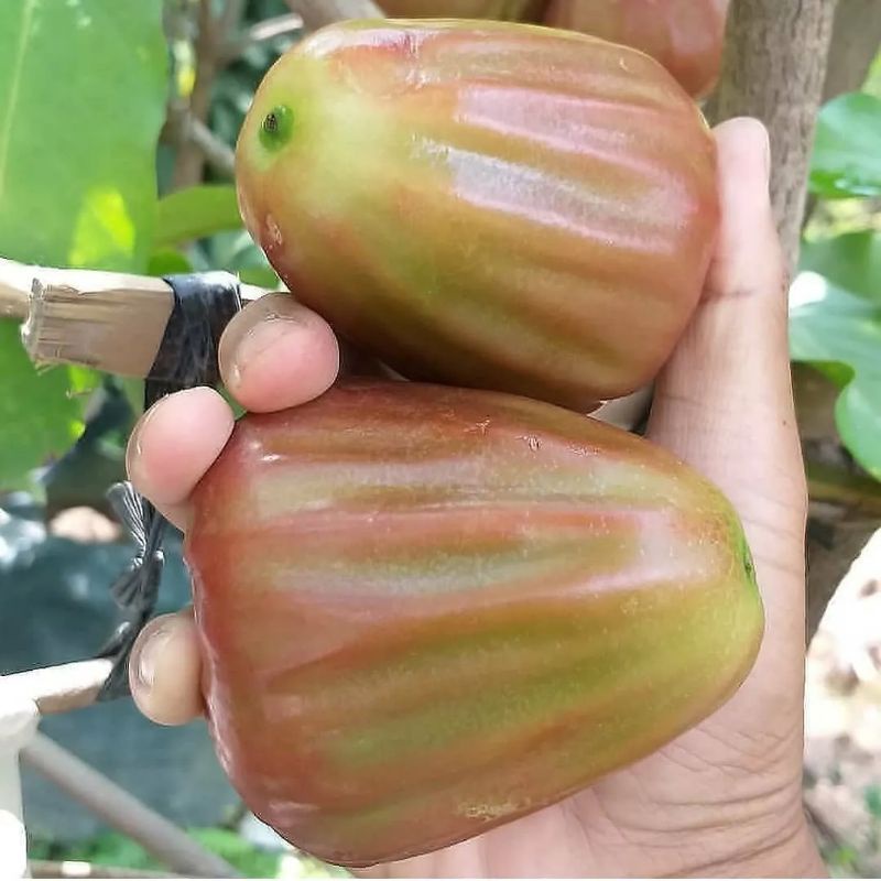 Bibit jambu air kingrose