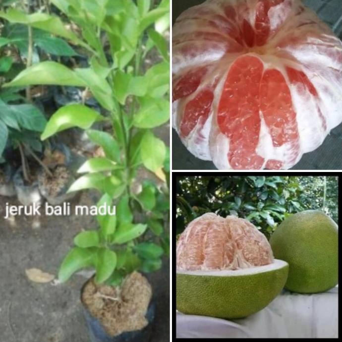 Viral Bibit Pohon Buah Jeruk Bali Madu/Pamelo Madu Terlaris