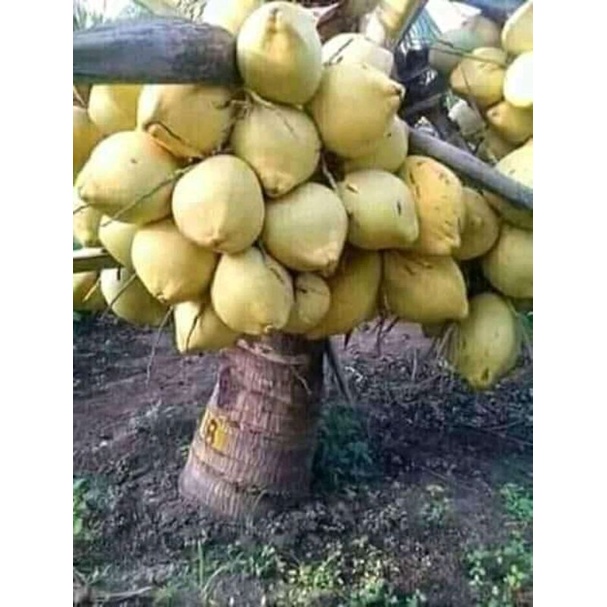 Bibit Kelapa Hibrida Kuning // Kelapa Hibrida Kuning Genjah Murah