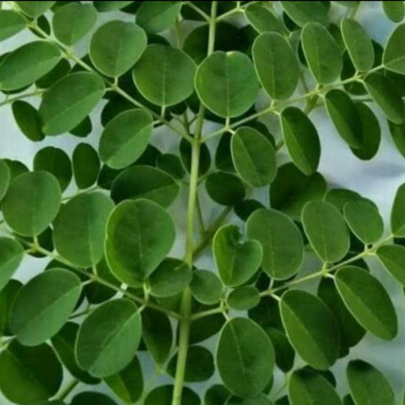 Daun Kelor Moringa Oleifera