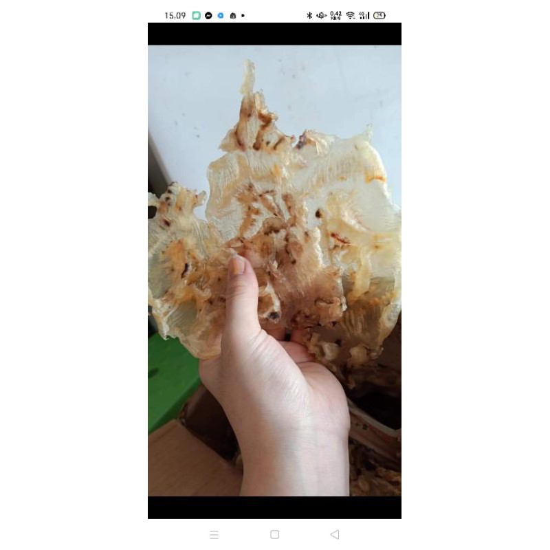 

gelembung ikan bago