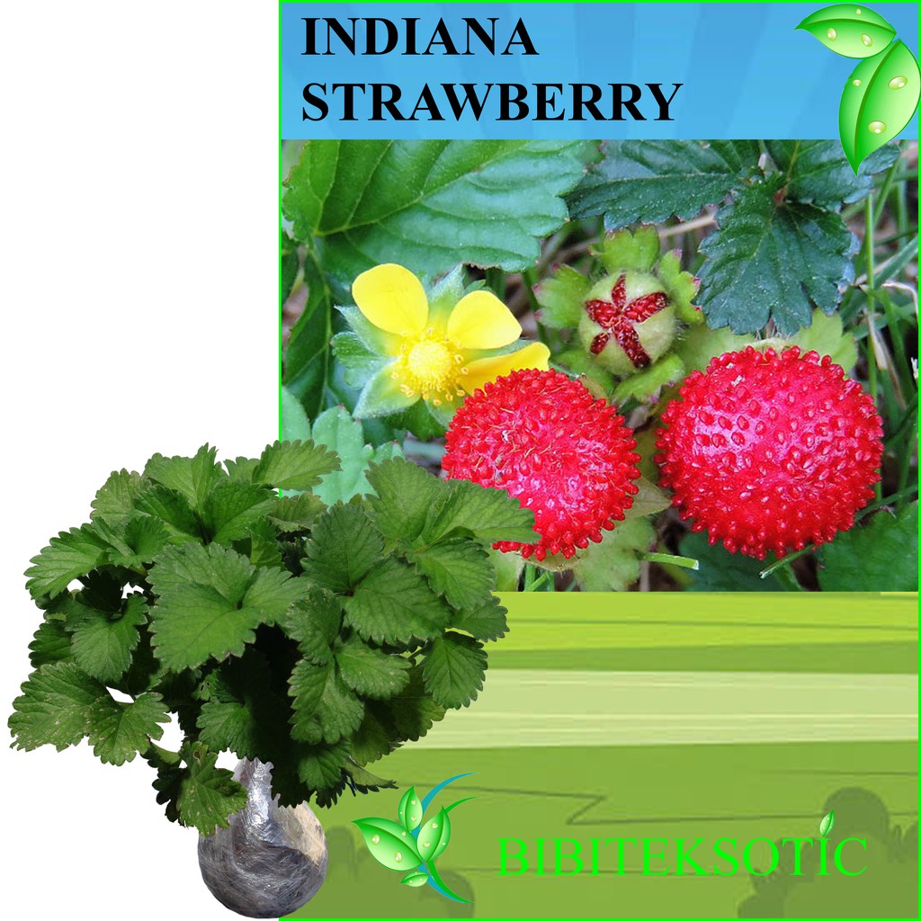 Tanaman Indiana Strawberry Shopee Indonesia