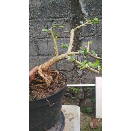 Saeng simbur Vietnam