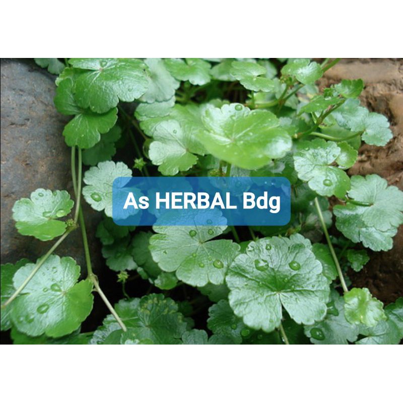 

Daun Semanggi Gunung atau Patikim Segar 500 gram-az