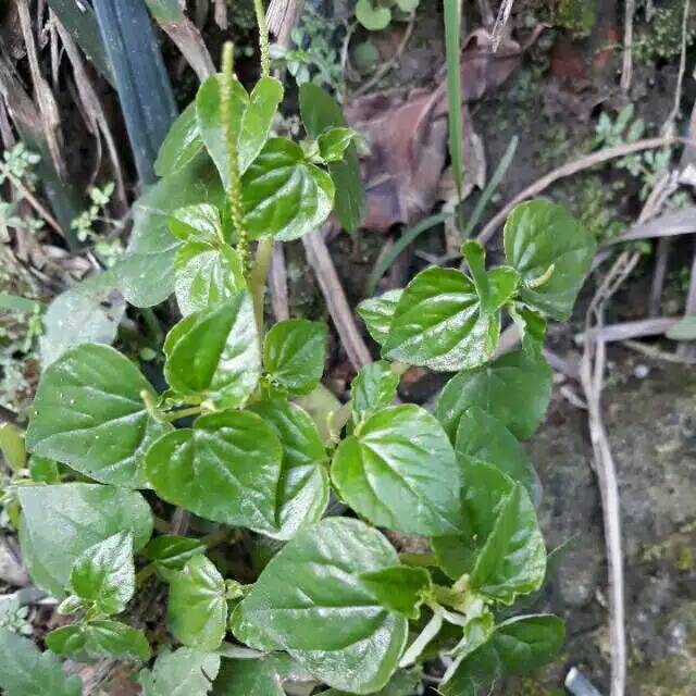 Daun Suruhan Daun Sirih Cina Daun Ketumpang Air 1000gram Segar Indonesia