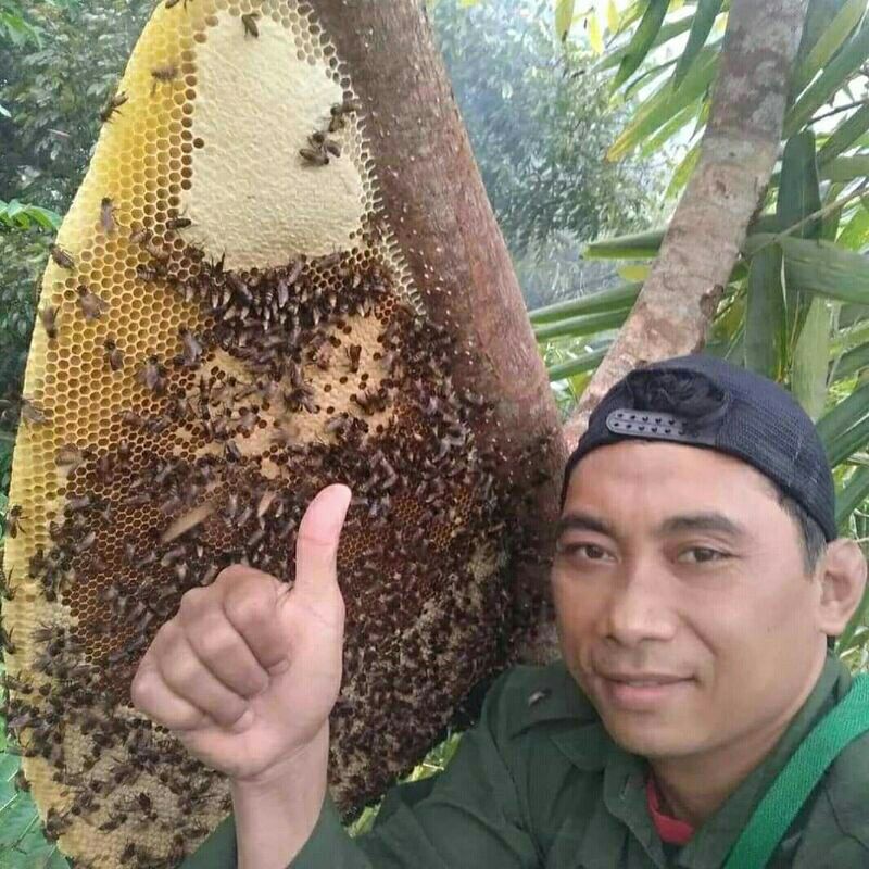 

Madu Hutan Murni 500ml Apis Dorsata Original Bergaransi