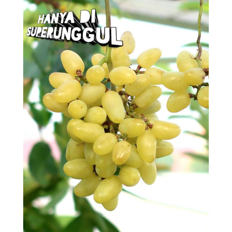 Bibit anggur import jenis transfiguration