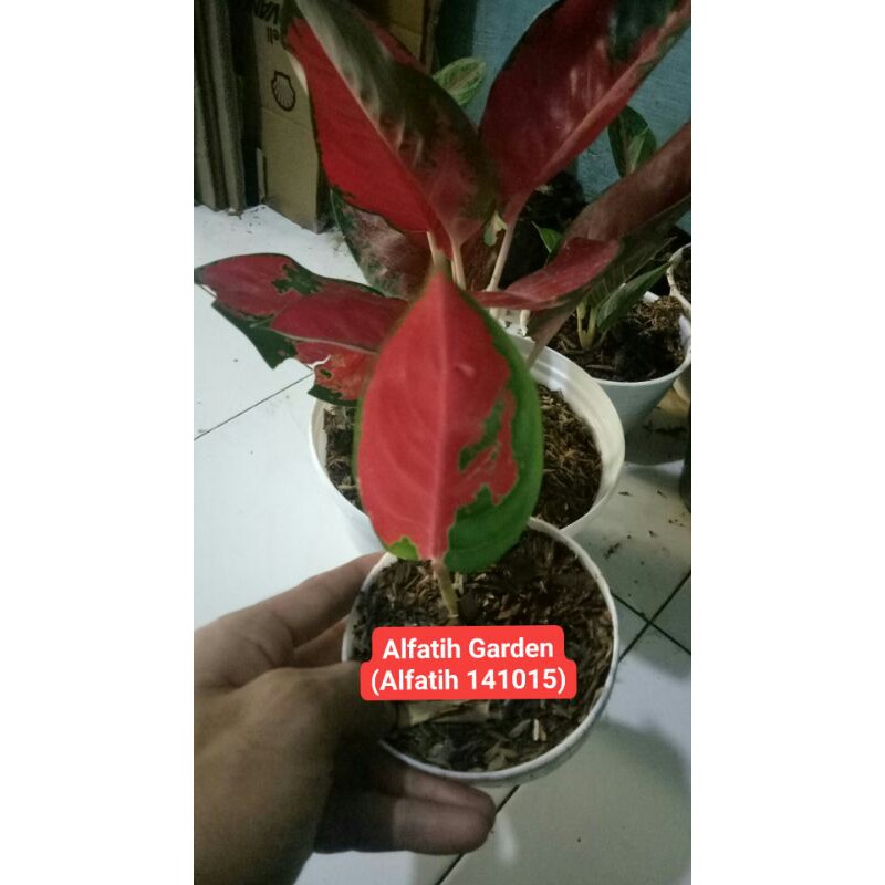 Tanaman hias aglonema sumsom anakan-Aglonema suksom jaipong-SUKSOM JAIPONG-Suksom jaipong anakan