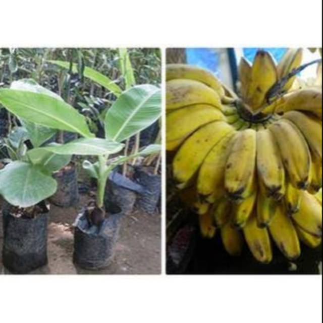 Bibit pisang Kepok