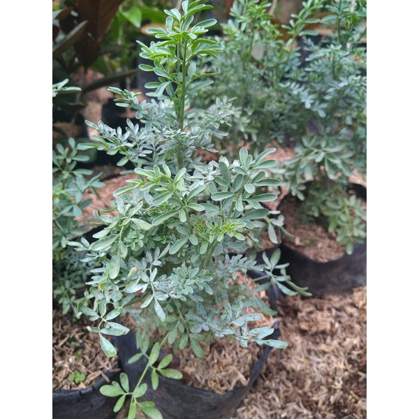 Tanaman obat herbal Inggu