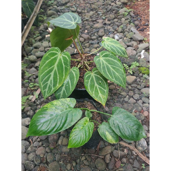 Anthurium silver hope + homalomena varigata kuning