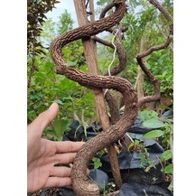 bahan bonsai asem jawa dari biji super