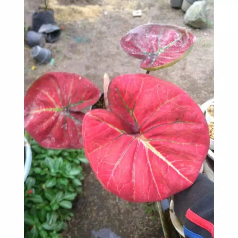 keladi apel merah ( hanya bonggol )