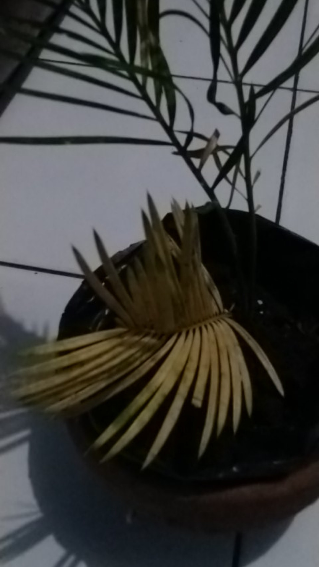 Tanaman Hias Palem Sikas - Bibit Pohon Palm Sikas 20cm