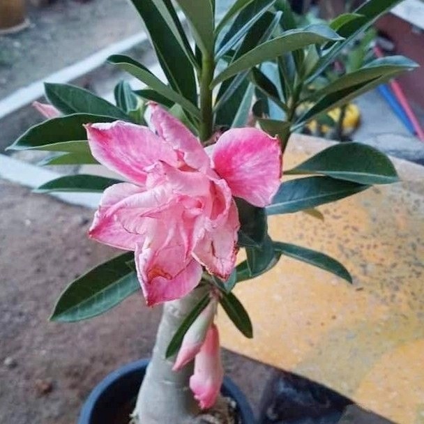 

bibit adenium pink milk - bunga tumpuk