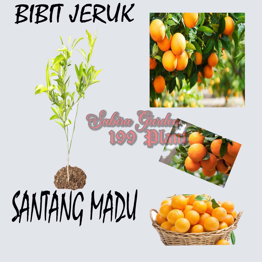 Pohon Jeruk Santang Madu / Bibit Jeruk Santang Madu