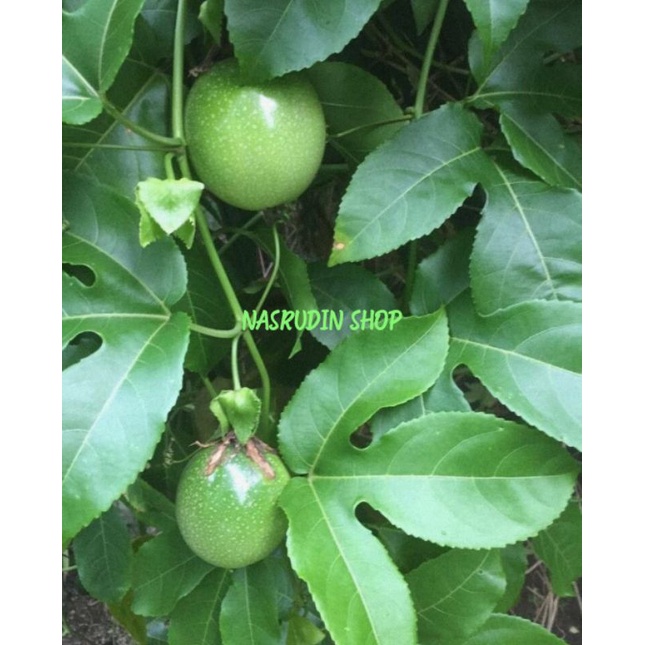 

DAUN MARKISA SEGAR SIAP KIRIM / Passionflower