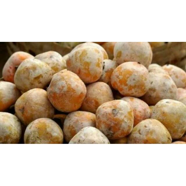 SUPER SALE| Bibit buah kesemek unggul |NAIRASTORE7