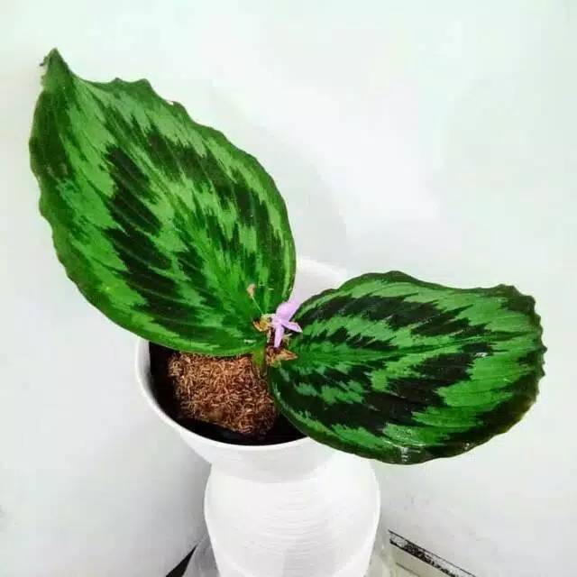 Tanaman hias calathea  merak  meranti kencur Shopee Indonesia