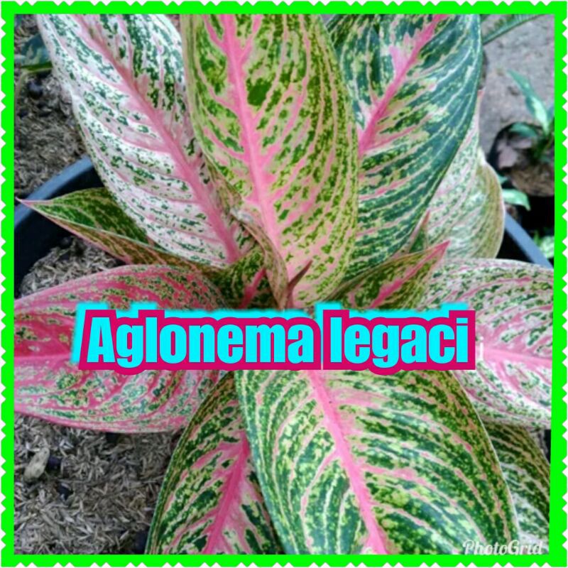 bibit aglonema legaci