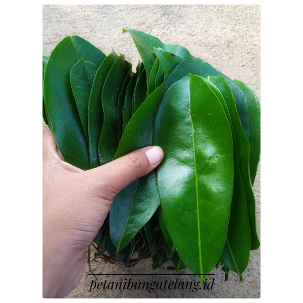 

DAUN SIRSAK SEGAR 100 LEMBAR