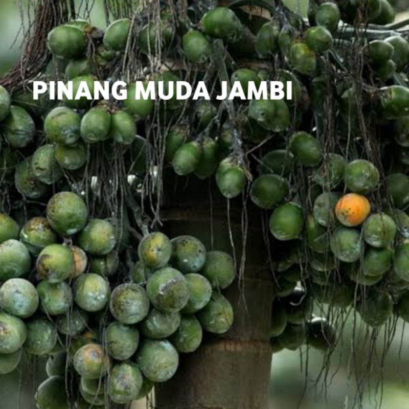 pinang muda jambe 1 kg