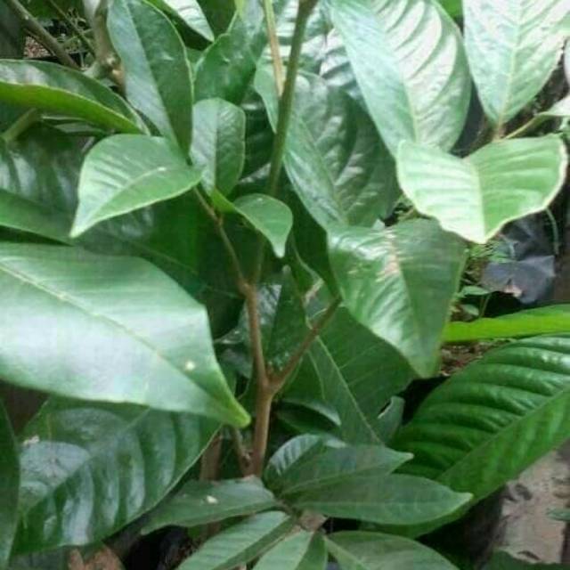 Bibit buah duku longkong thailand biji kempes