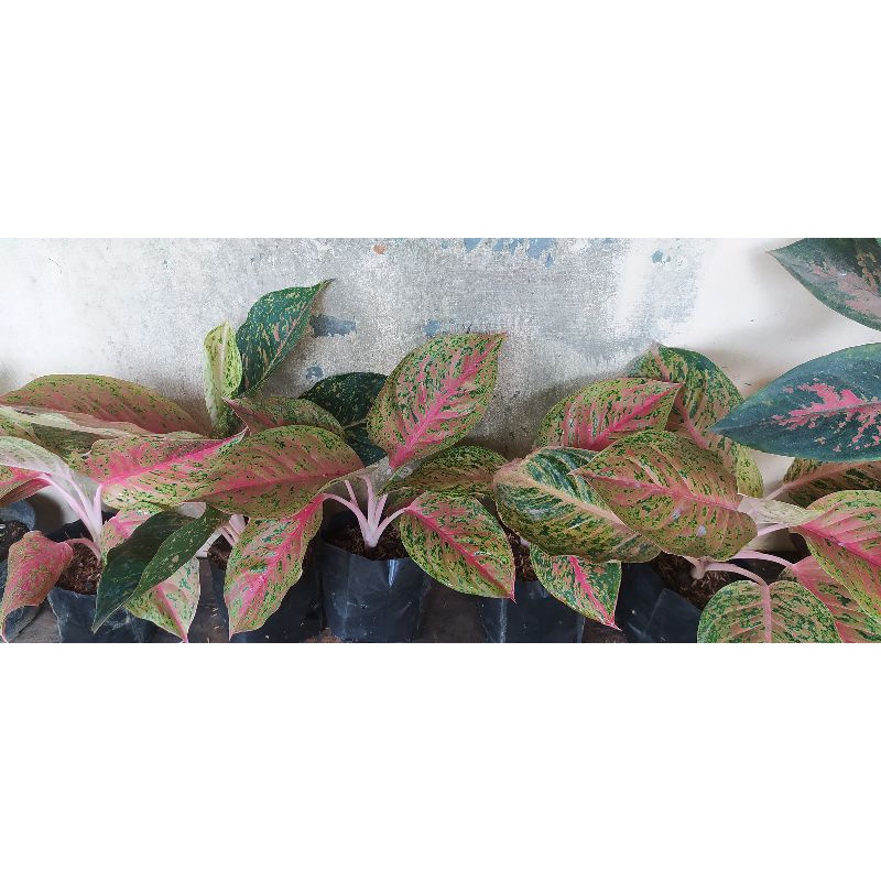 Aglonema Striptis