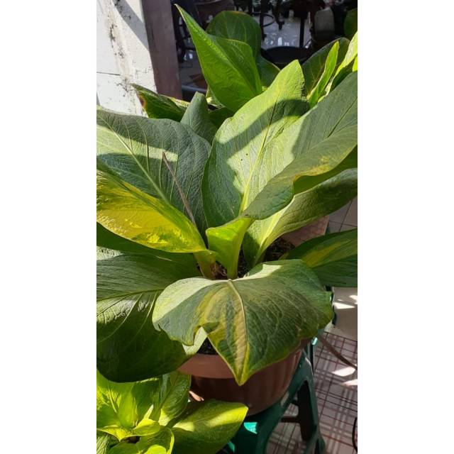 Cobra Varigata Scorpion Langka Tanaman Hias Langka