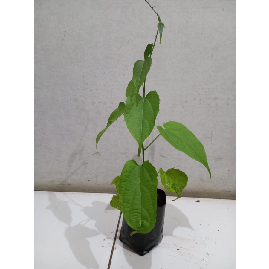 Bibit tanaman kacang sacha inchi