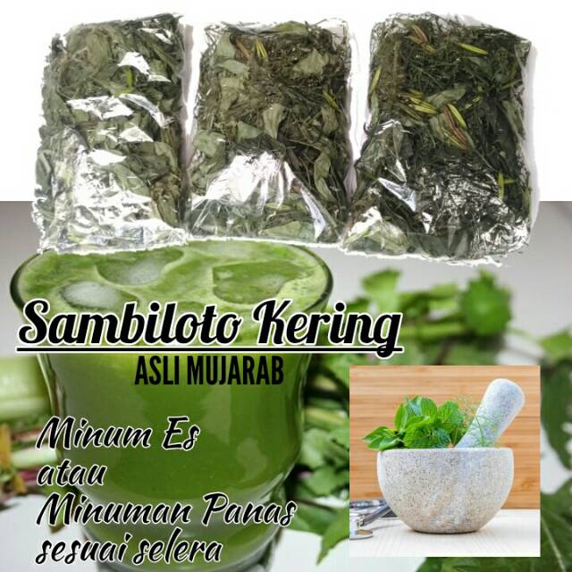 

Sambiloto Kering (Andrographis paniculata)/Sambilata/Ampadu tanah/bidara/andiloto
