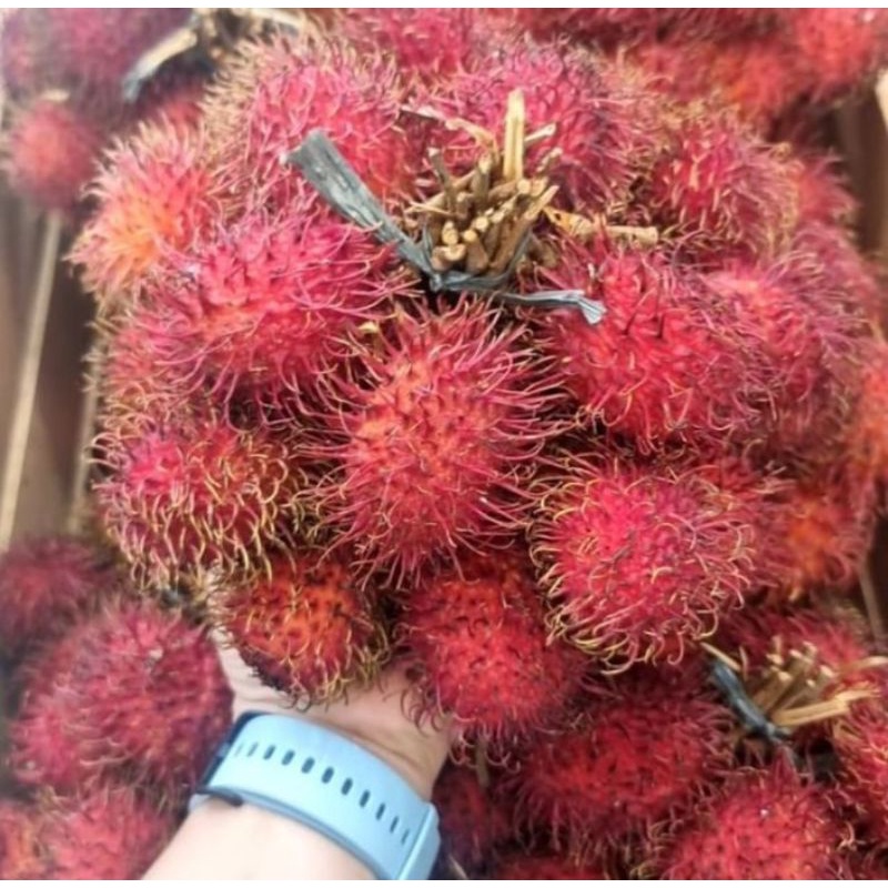 

BUAH RAMBUTAN FRESH