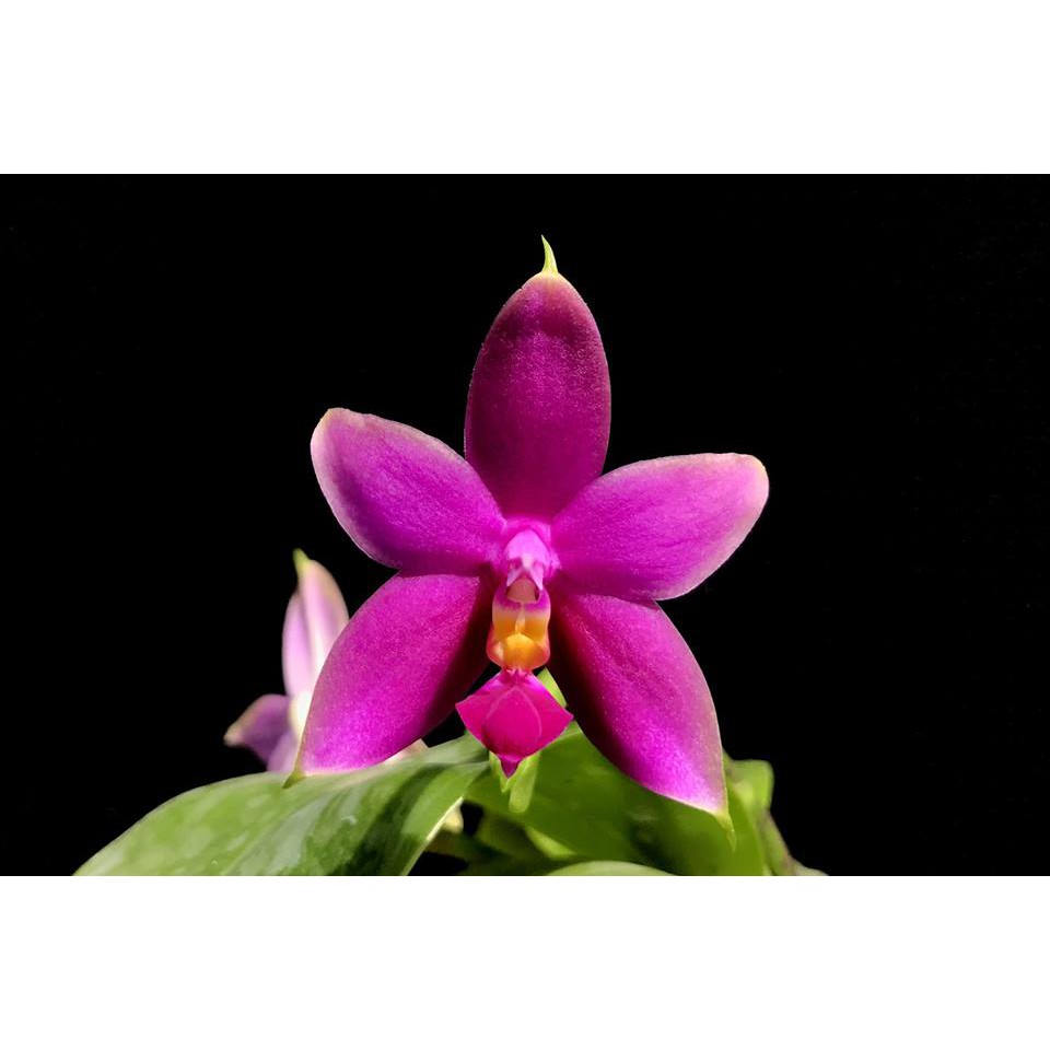 Anggrek Phalaenopsis Violacea Indigo