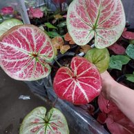 big boss/tanaman boss